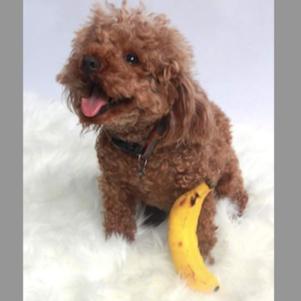 Banana Dog Toy